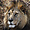 Lion - Serengeti