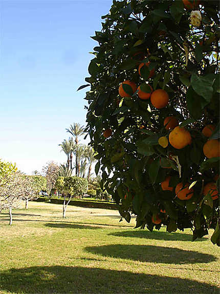 Orangers du parc de la Koutoubia 