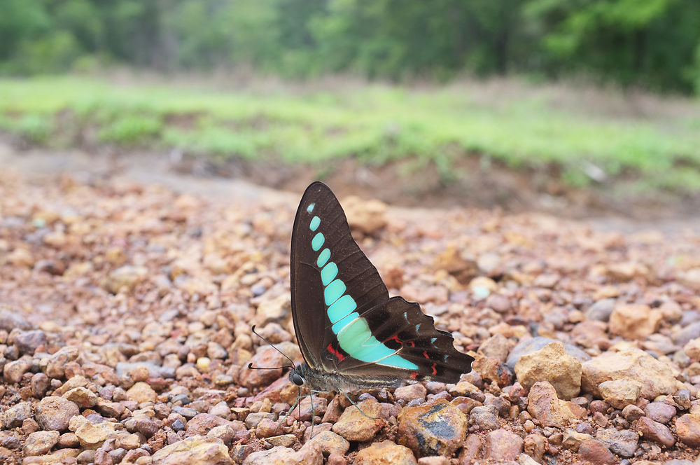 Graphium