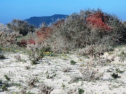 Paysage naturel des dunes de Corralejo