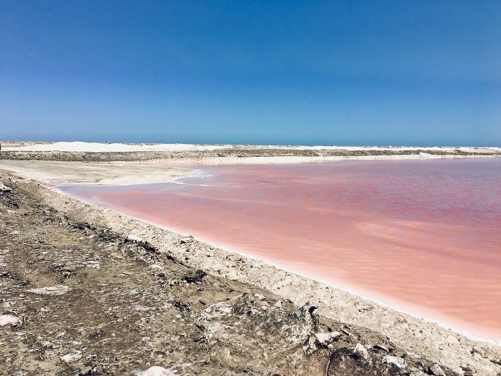 Marais salants roses, Walvis Bay, Namibie