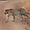 Rencontre avec un léopard au parc Kruger