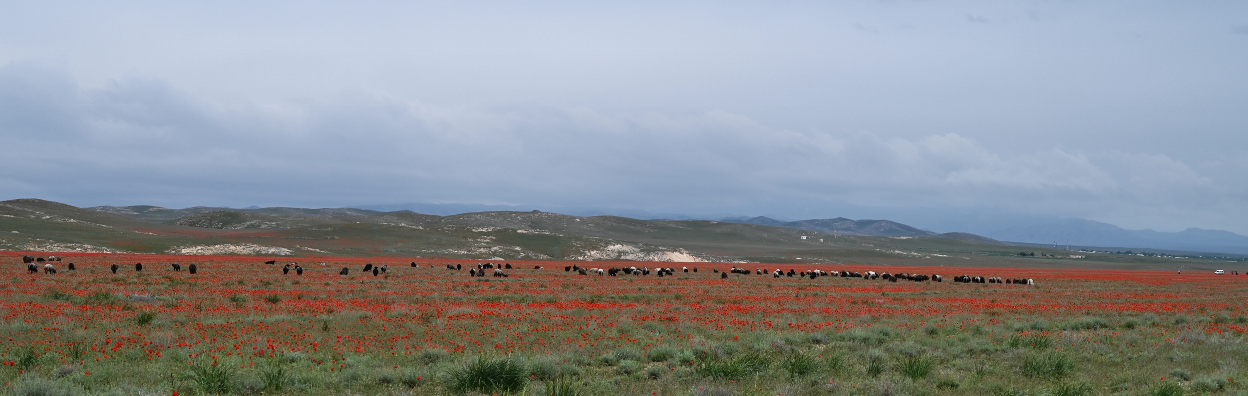 Coquelicots Coquelicots