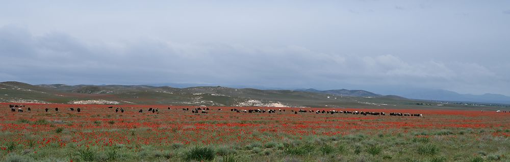 Coquelicots