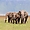 Les éléphants du Ngorongoro