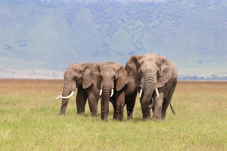 Eléphants du Ngorongoro – Tanzanie