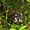 Coati mendiant au bord d'une route du Costa Rica