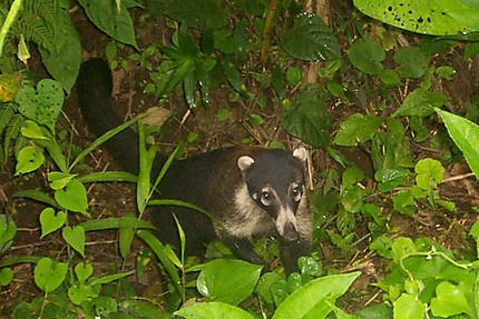 Coati mendiant au bord d'une route du Costa Rica