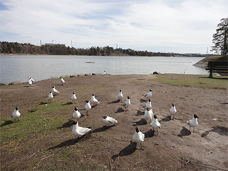 Seurasaari Seurasaari