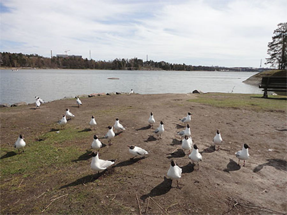 Seurasaari