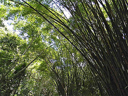 Bambous géants Parc Henri Pittier
