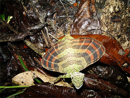 Attaque de lézard volant Attaque de lézard volant