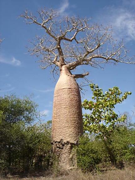Baobab bouteille