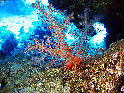 Alcyonaire (corail mou)