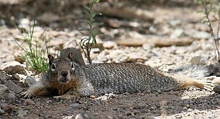 Un "ground squirrel", à plat ventre, me regardait
