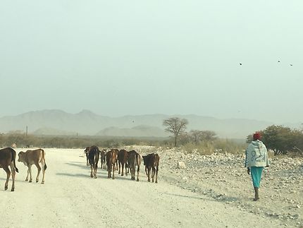 Sur la route de Sesfontein, Namibie