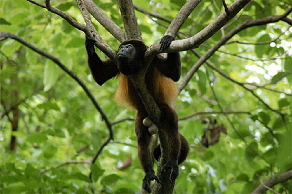 Singe hurleur à Cambutal