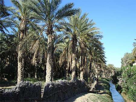 Oasis de Tozeur Oasis de Tozeur
