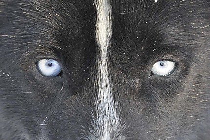 Husky aux yeux bleus 