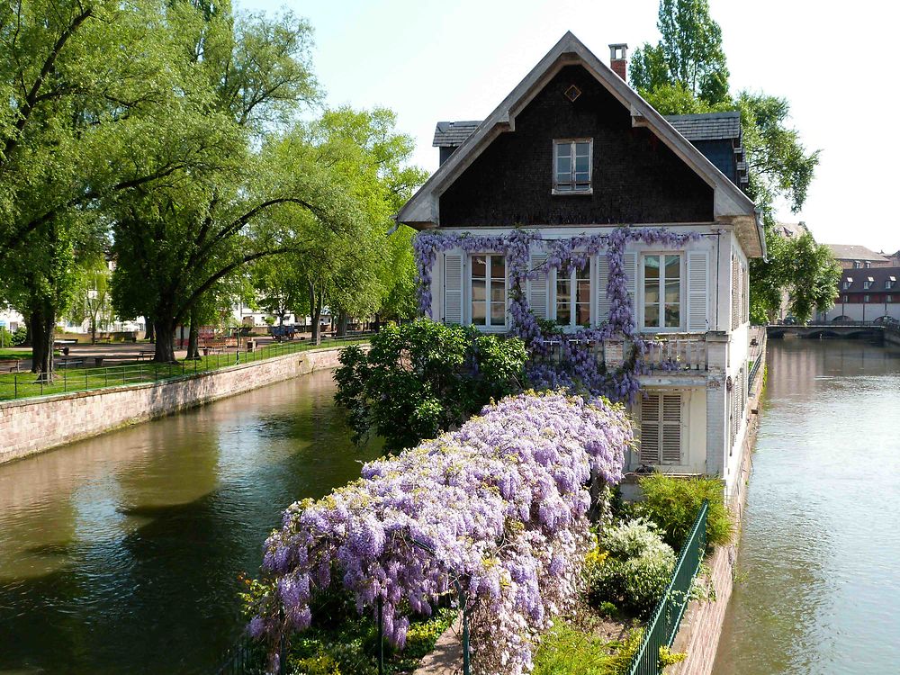 Petite France - La Maison aux glycines