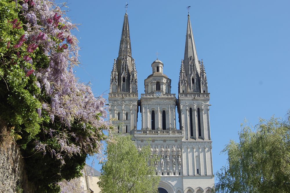 Cathédrale d'Angers et glycine