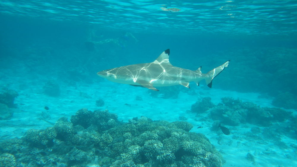 Requins pointe noire