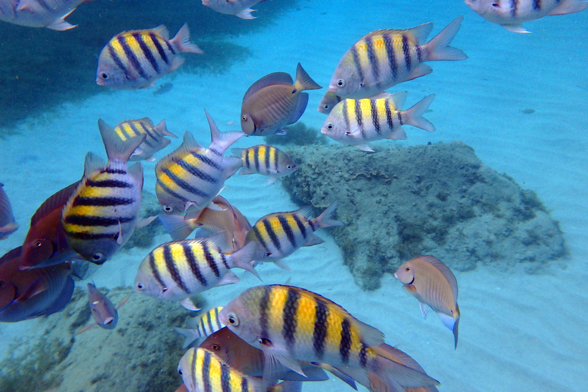 Snorkeling aux Anses d'Arlets