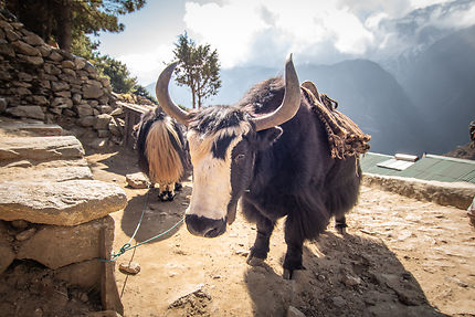 Moi, yak, au Sagarmatha National Park, Népal