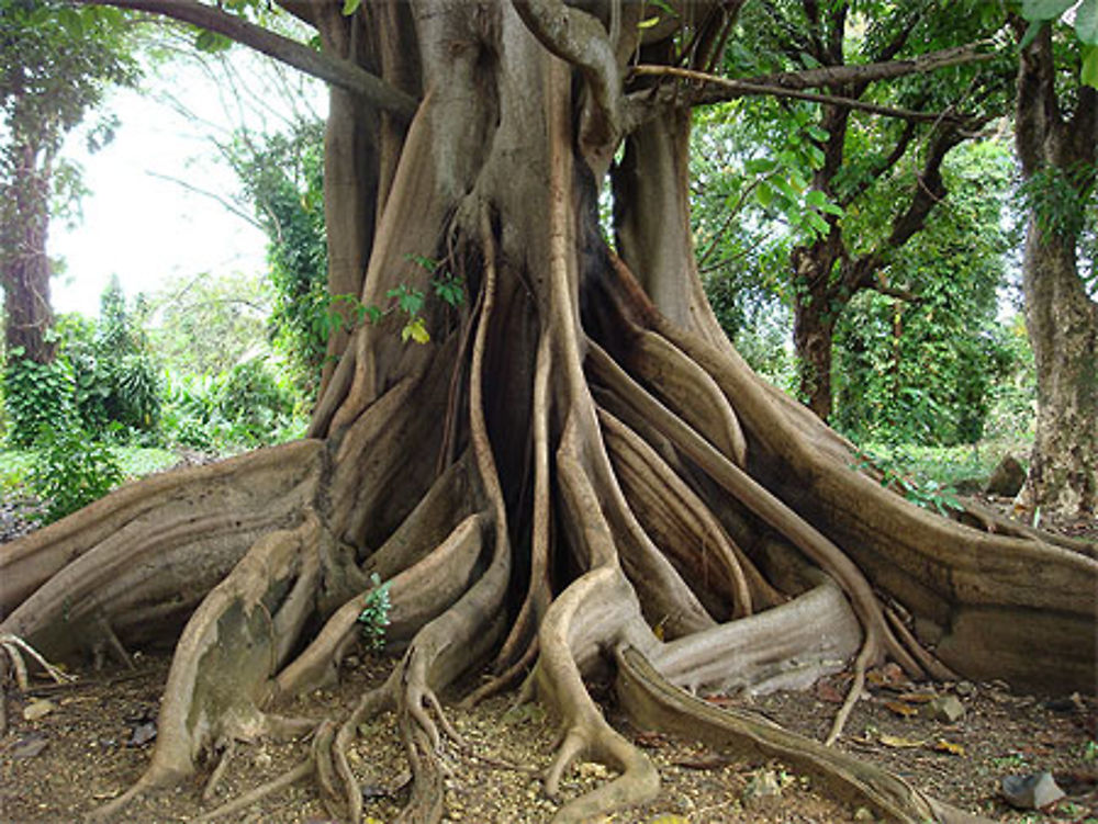 Ce ficus marque l'entrée du musée du rhum