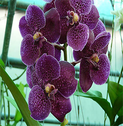 Orchidée vanda : Fleurs : Ko Samui : Golfe de Thaïlande : Thaïlande :  Routard.com