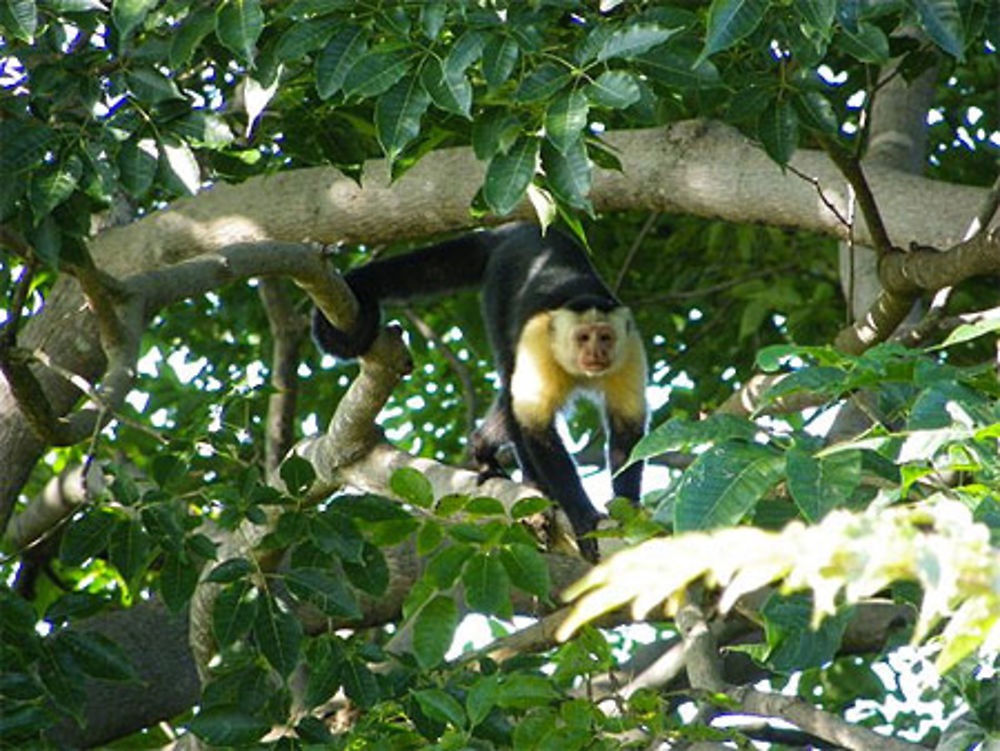 Singe cara blanca à Cambutal