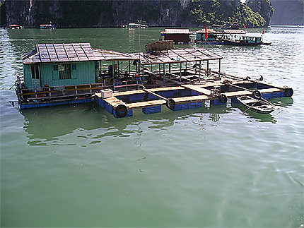 Maison de pêcheurs dans la baie d'Halong