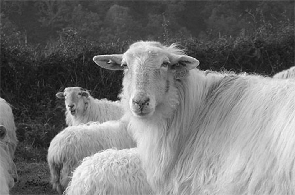 Brebis au détour d'un chemin au Pays Basque, près d'Arneguy