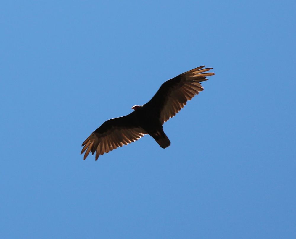 Un aigle en vol