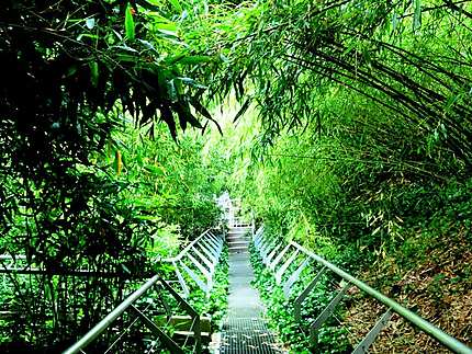 Le jardin des bambous Arbres Parc de la  Villette  