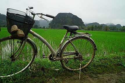 La bicyclette dans les rizières