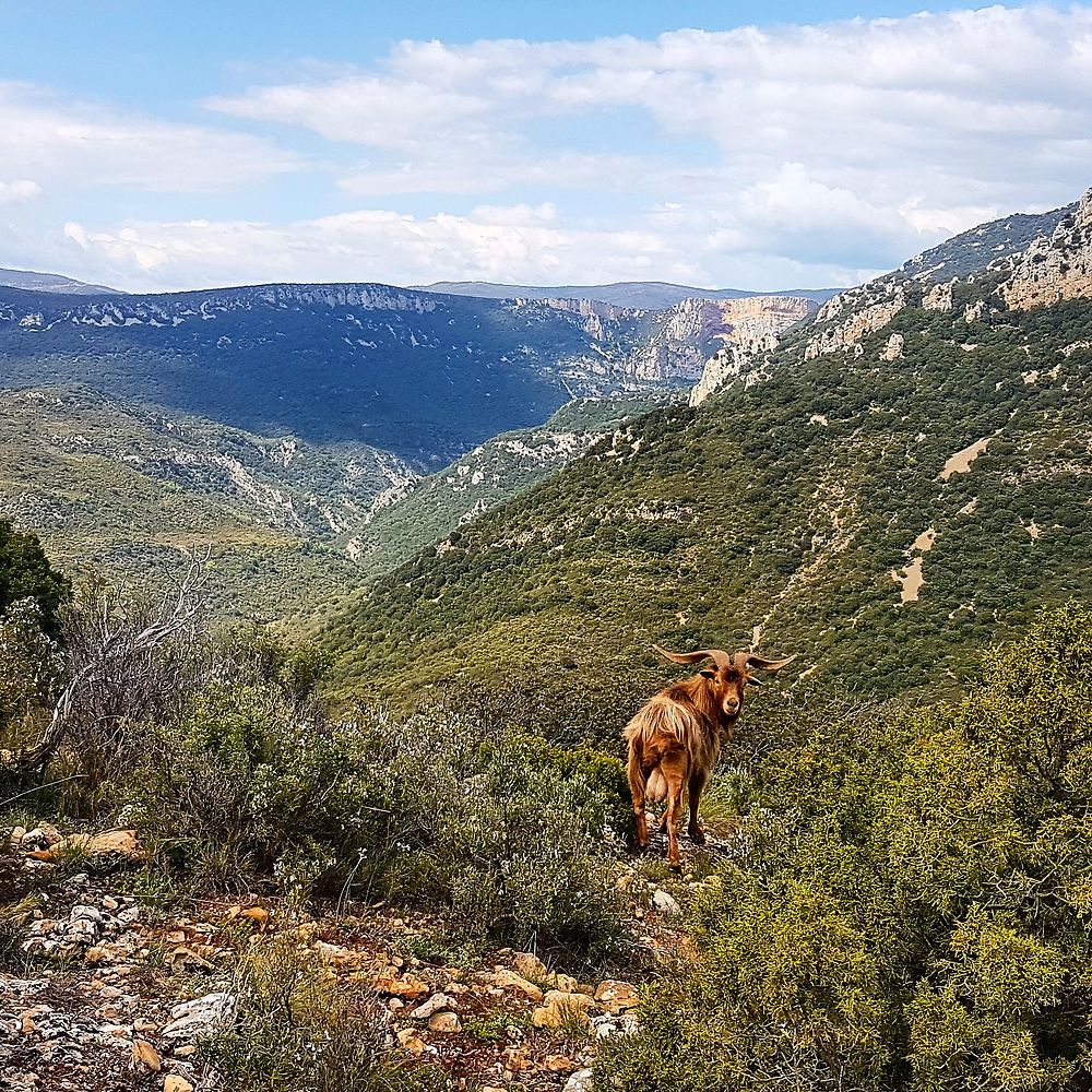 Rencontre sauvage en randonnée 