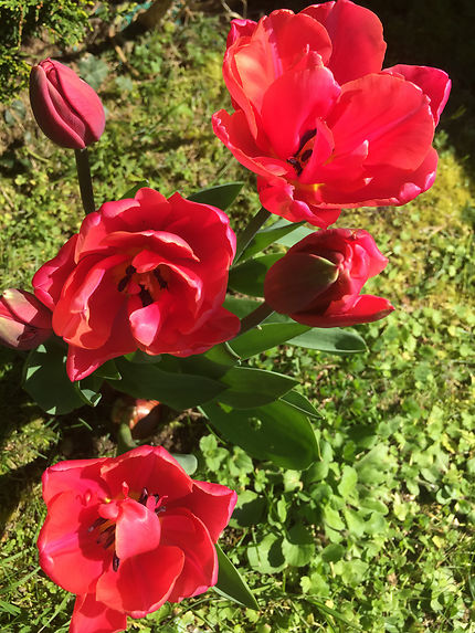 Jolies tulipes 
