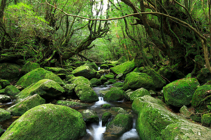 Prendre un « bain de forêt » : une rando 100 % japonaise