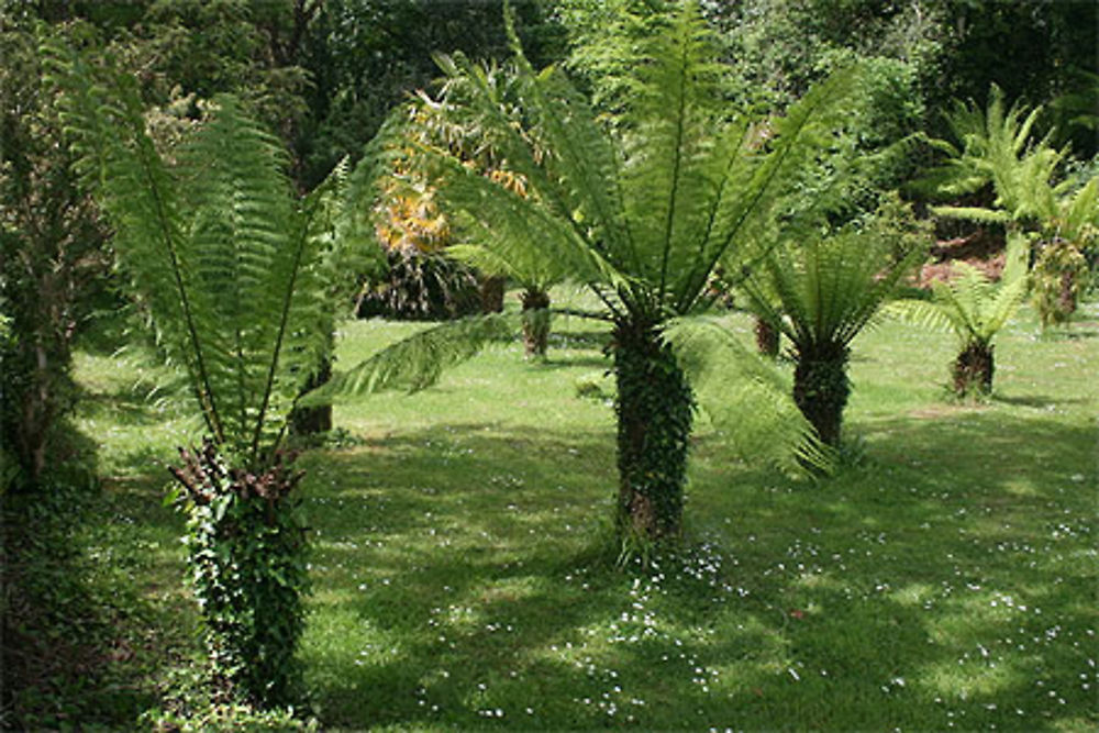 Les cycas