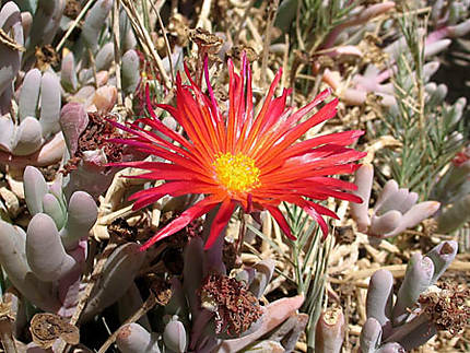 Fleur du désert : Fleurs : Désert d'Atacama : Chili : Routard.com