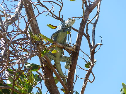 Un iguane acrobate
