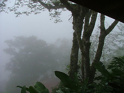 Brouillard dans la jungle