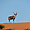 Koudou sur les dunes du Kalahari
