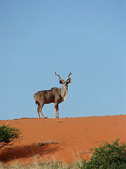 Koudou sur les dunes du Kalahari
