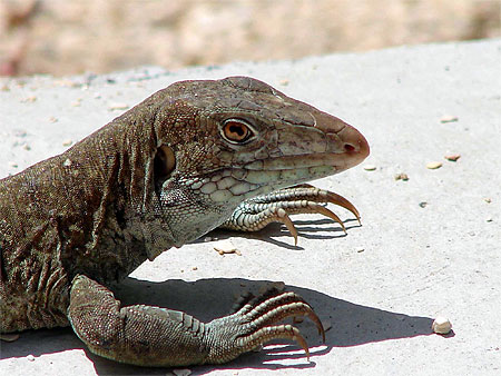 Lézard au Soleil Lézard au Soleil
