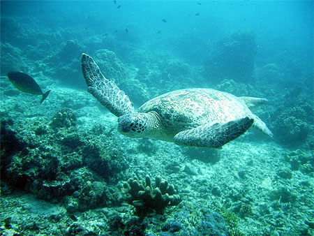 Tortue qui nage Tortue qui nage