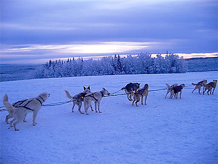 Dog mushing in Alaska