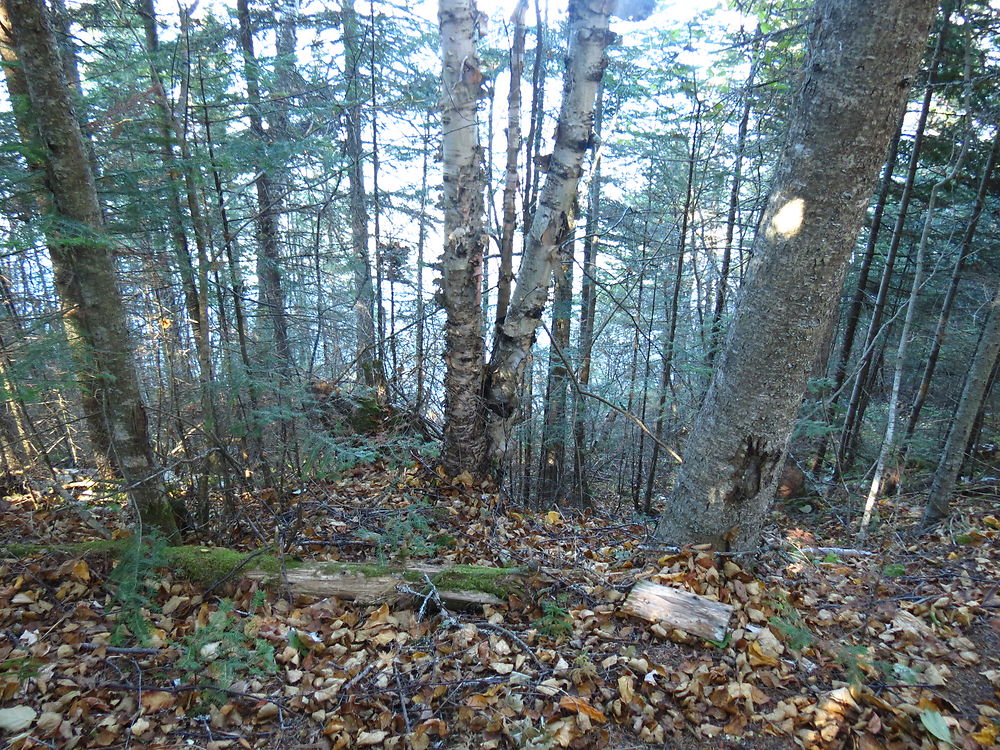 Parc de la Rivière Mitis à Grand-Métis