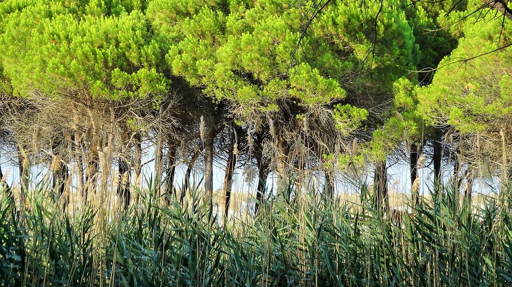 Tableau nature méditéranéenne